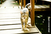 Фото кошки, стоящей на деревянном мосту