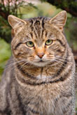 Фото портрет внимательного кота