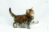 Фото идущего котенка на светлом фоне в разрешении 4300 на 2800 пикселей