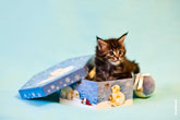 Фото котенка в новогодней подарочной коробке с разрешением 4100 на 2700 пикселей
