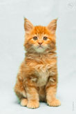 Фото рыжего котенка с разрешением 2800 на 4300 пикселей
