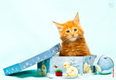 Фото рыжего котенка в новогодней подарочной коробке с разрешением 3900 на 2700 пикселей
