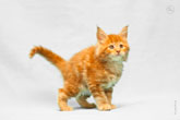 Фото рыжего котенка перед прыжком с разрешением 4300 на 2800 пикселей