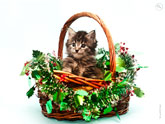 Фото котенка в корзине с разрешением 4000 на 3000 пикселей