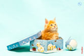 Милейшее фото рыжего котенка в новогодней подарочной коробке с игрушками в разрешении 4300 на 2800 пикселей