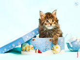 Прикольное фото котенка в новогодней подарочной коробке с разрешением 4300 на 3200 пикселей