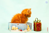 Фото рыжего котенка в профиль в новогодней подарочной коробке с новогодней игрушкой в разрешении 4300 на 2800 пикселей