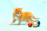 Фото рыжего котенка с новогодними игрушками в разрешении 4600 на 3100 пикселей