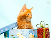 Фото рыжего котенка в подарочной коробке с новогодней игрушкой в разрешении 4100 на 3000 пикселей