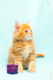Фото сидящего рыжего котенка с разрешением 2800 на 4300 пикселей