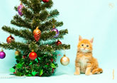 Фото рыжего котенка рядом с новогодней елкой в разрешении 4000 на 2800 пикселей