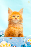 Фото рыжего котенка в подарочной коробке с разрешением 2600 на 3900 пикселей