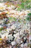 Фото натюрморт на карельской земле: мох и ветки создают красивый паттерн