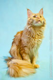 Фото сидящего рыжего породистого кота мейн-кун, смотрящего вверх