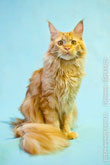 Фото красивого рыжего кота мейн-кун