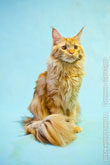 Фото задумчивого рыжего кота мейн-кун