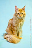 Фото рыжего кота мейн-кун, сидящего спокойно