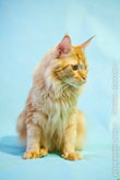 Фото сидящего рыжего кота мейн-кун, смотрящего в сторону