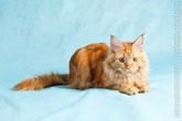 Фото рыжего кота мейн-кун в хорошем качестве в студии