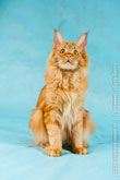 Фото сидящего рыжего кота мейн-кун, смотрящего вверх