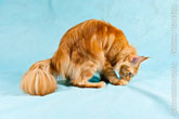 Фото хищного рыжего кота мейн-кун, впоймавшего свою добычу в студии