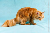 Фото сбоку рыжего кота мейн-кун с густой шерстью