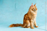 Фото восхищенного рыжего кота мейн-кун, присевшего от увиденного справа