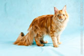 Фото рыжего кота мейн-кун сбоку, стоящего на 4-х лапах