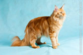 Полноразмерное фото рыжего кота мейн-кун сбоку