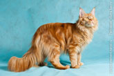 Фото рыжего кота мейн-кун высокого качества и разрешения