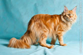 Фото красивого рыжего кота мейн-кун, стоящего на 4-х лапах