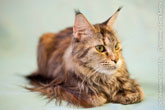 Фото портрет кошки мейн-кун с избирательной резкостью