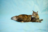 Фото лежащей тревожной кошки мейн-кун сбоку