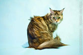 Фото сидящей с подозрительным видом кошки мейн-кун
