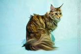 Фото сидящей кошки мейн-кун на голубом фоне в студии