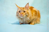 Фото головы рыжего кота породы мейн-кун