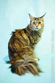 Фото сидящей боком кошки мейн-кун в студии на голубом фоне