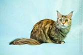 Фото кошки мейн-кун, спокойно присевшей на 4-х лапах