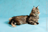 Фото кошки мейн-кун в фотостудии на голубом фоне