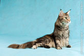 Фото привставшей на передних лапах кошки мейн-кун