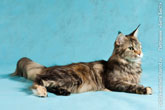 Фото лежащей кошки мейн-кун в студии, окрас черепаховый тебби