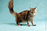Фото кошки мейн-кун с поднятым хвостом