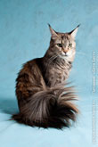 Фото тревожной кошки мейн-кун с пушистым хвостом