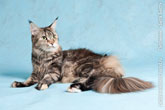 Фото серой кошки мейн-кун, лежащей на голубом фоне