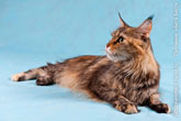 Фото лежащей кошки мейн-кун, голова кошки - в профиль