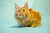 Рыжий кот мейн-кун сидит на 4-х лапах и смотрит вверх