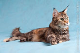 Кошка мейн-кун, лежащая на голубом фоне в студии, смотрит вперед