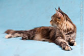 Фото лежащей кошки мейн-кун, голова кошки в профиль