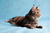 Фото портрет лежащей кошки мейн-кун. Голова кошки мейн-кун крупным планом