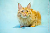 У рыжего кота мейн-кун - красивые янтарные глаза